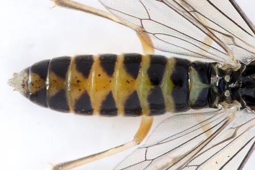 Ametastegia perla