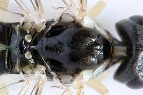 Ametastegia perla