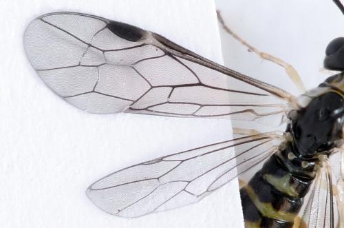 Ametastegia perla