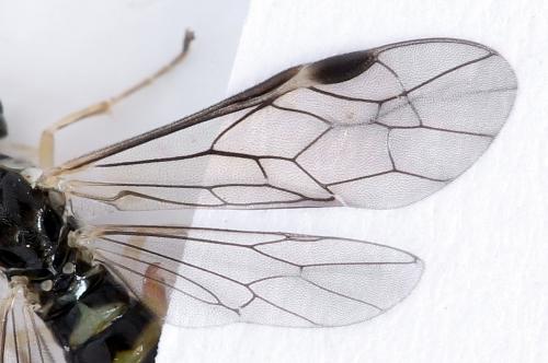 Ametastegia perla