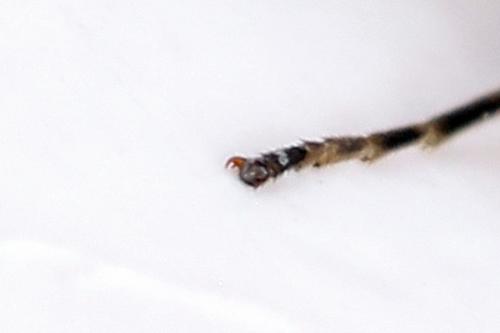 Ametastegia perla