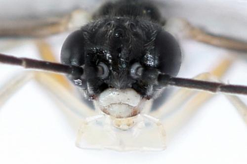 Ametastegia perla