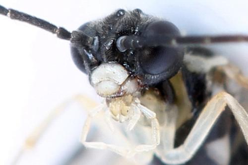 Ametastegia perla