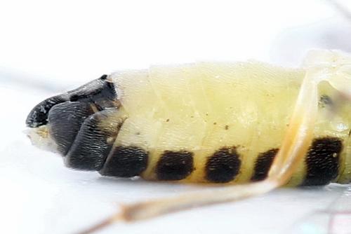 Ametastegia perla