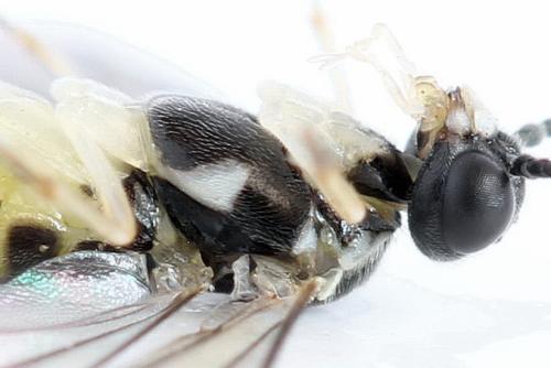 Ametastegia perla