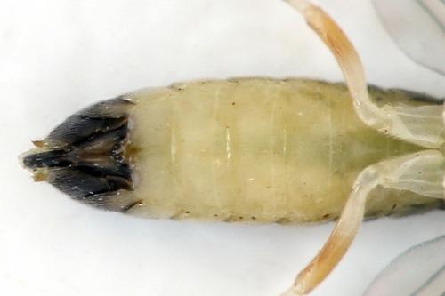 Ametastegia perla