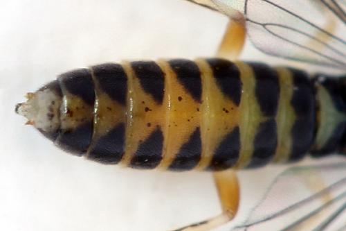 Ametastegia perla