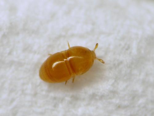 Cephennium sp.