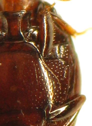 Acritus minutus
