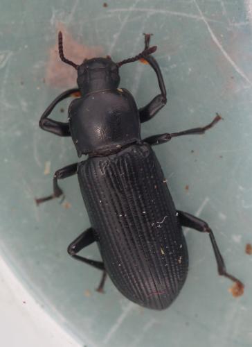 Réf. 319 366 : Menephilus cylindricus