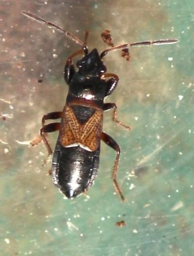Macrodema microptera