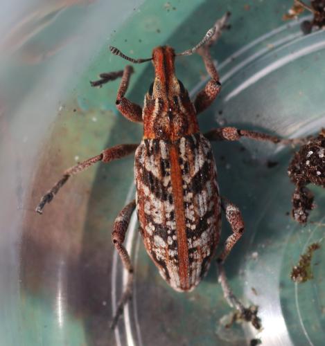 Coniocleonus nebulosus