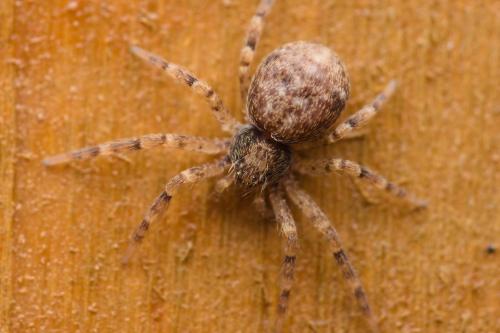 Philodromus sp.