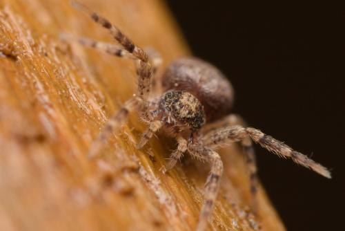 Philodromus sp.