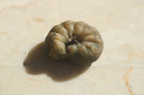Réf. 319 153 : Peridroma saucia