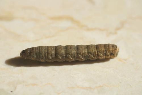 Réf. 319 152 : Peridroma saucia