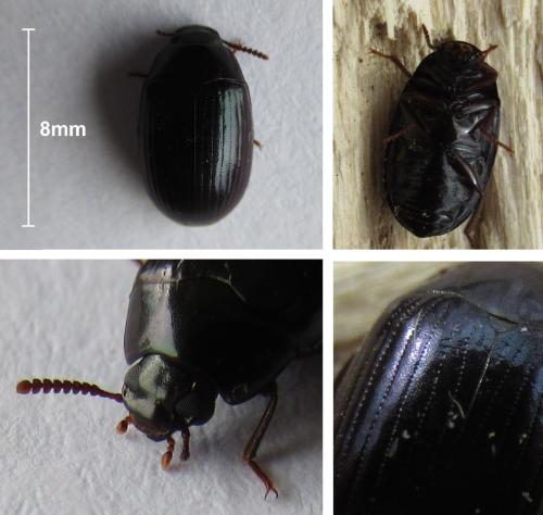 Réf. 319 189 : Platydema violacea