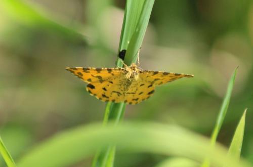 Réf. 319 975 : Pseudopanthera macularia