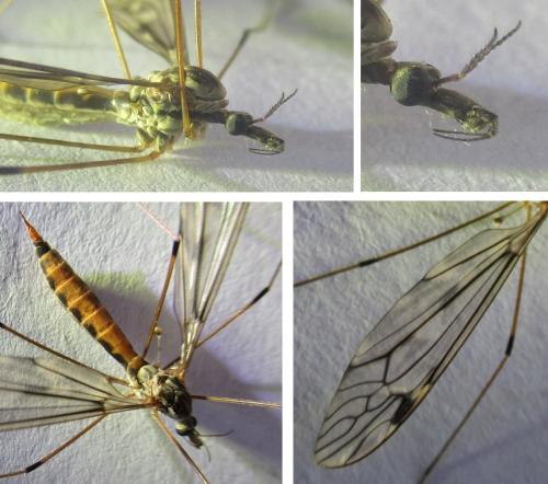 Tipula rufina