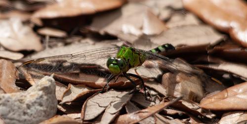 Réf. 319 144 : Erythemis simplicicollis