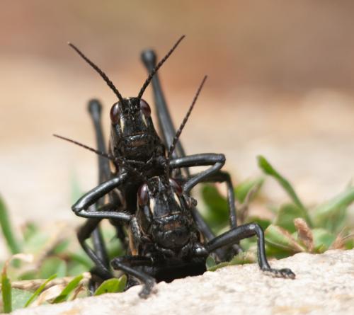 Romalea microptera