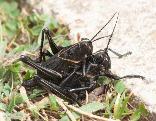 Romalea microptera