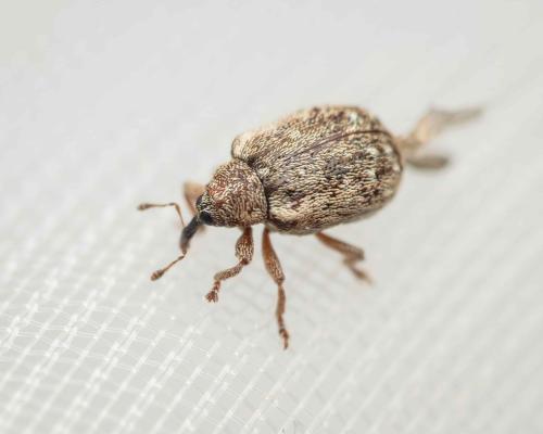 Cionellus gibbifrons