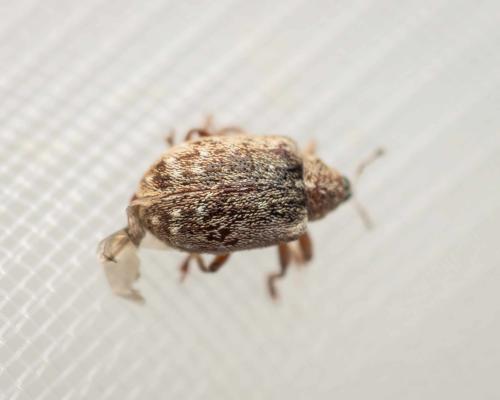 Cionellus gibbifrons