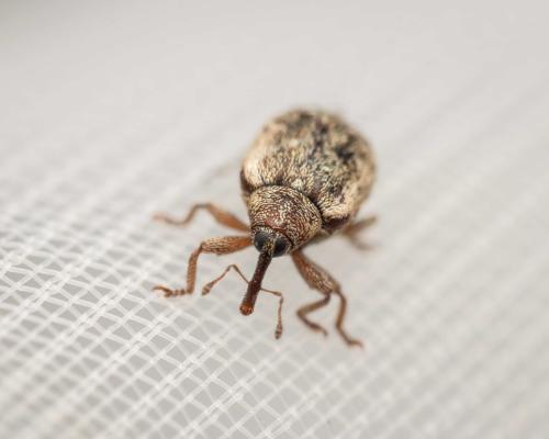 Cionellus gibbifrons