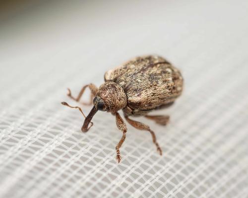 Cionellus gibbifrons
