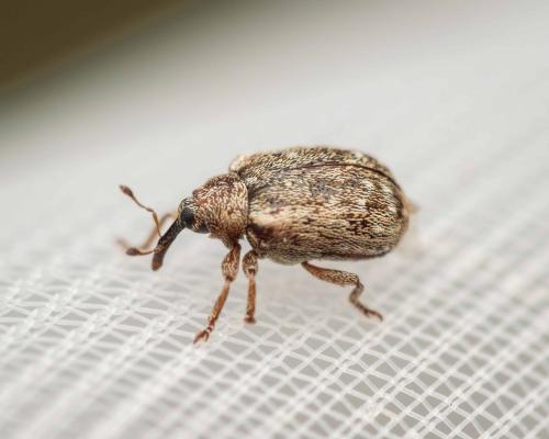 Cionellus gibbifrons