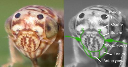 Réf. 319 519 : Bugraia ocularis