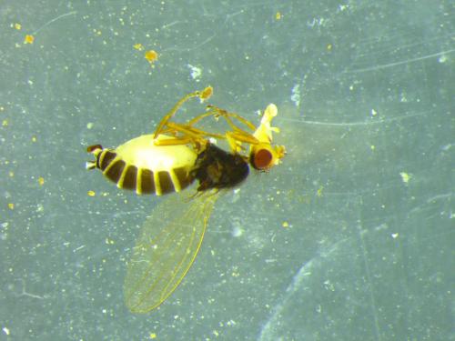 Scaptomyza flava