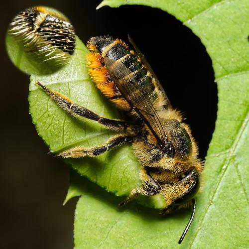 Réf. 319 069 : Megachile centuncularis