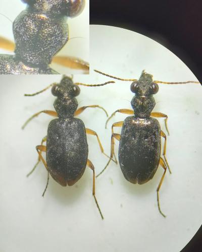 Asaphidion sp.