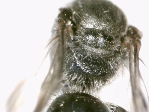 Réf. 319 743 : Lasioglossum sexnotatum