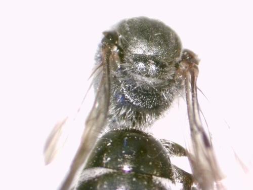 Réf. 319 742 : Lasioglossum sexnotatum
