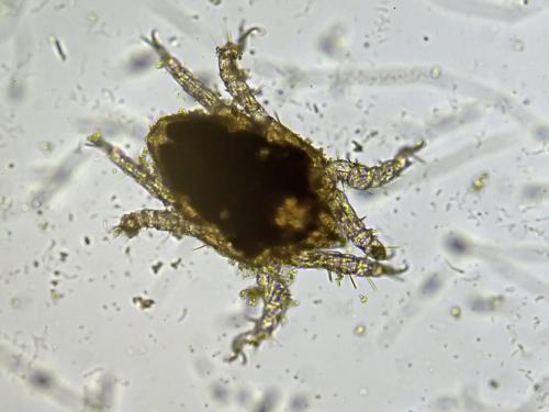 Metarhombognathus armatus