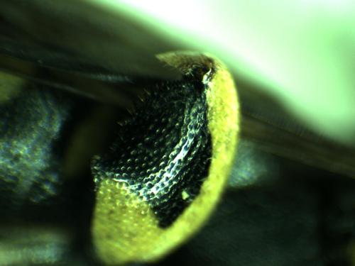 Leucospis sp.