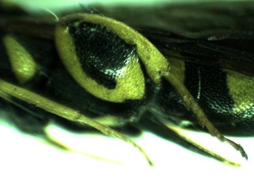 Leucospis sp.