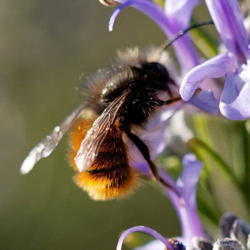 Osmia cornuta