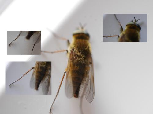 Thereva nobilitata