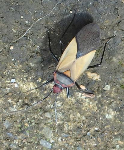 Dysdercus sp.