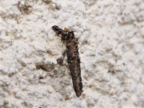 Taleporia tubulosa