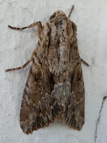 Réf. 319 289 : Apamea monoglypha