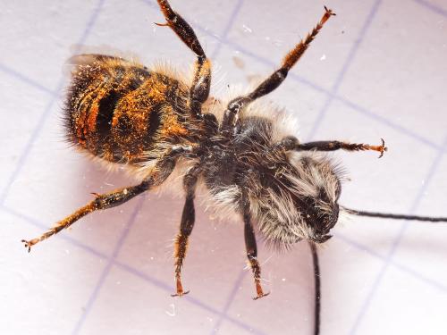 Réf. 319 744 : Osmia bicornis