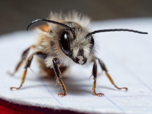 Réf. 319 161 : Osmia bicornis