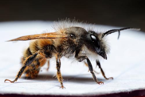 Réf. 319 160 : Osmia bicornis