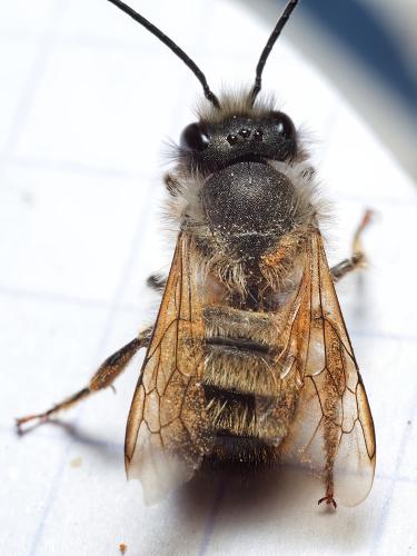 Réf. 319 159 : Osmia bicornis