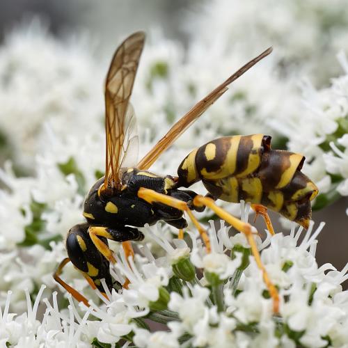 Polistes dominula